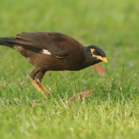 Majna brunatna - Acridotheres tristis - Common Myna