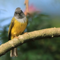 Komarówka szarogłowa - Culicicapa ceylonensis - Grey-headed Canary-flycatche