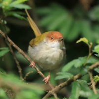 Krawczyk zwyczajny - Orthotomus sutorius - Common Tailorbird