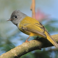 Komarówka szarogłowa - Culicicapa ceylonensis - Grey-headed Canary-flycatche