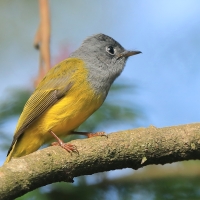 Komarówka szarogłowa - Culicicapa ceylonensis - Grey-headed Canary-flycatche