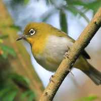 Szlarnik cejloński - Zosterops ceylonensis - Sri Lanka White-eye