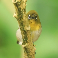 Szlarnik cejloński - Zosterops ceylonensis - Sri Lanka White-eye