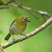 Szlarnik cejloński - Zosterops ceylonensis - Sri Lanka White-eye