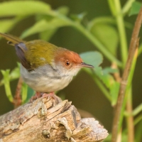 Krawczyk zwyczajny - Orthotomus sutorius - Common Tailorbird