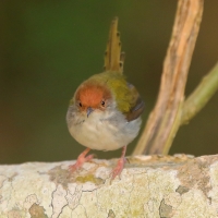 Krawczyk zwyczajny - Orthotomus sutorius - Common Tailorbird