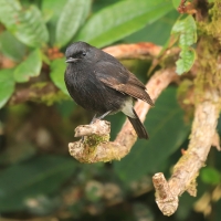 Kląskawka czarna - Saxicola caprata - Pied Bush Chat