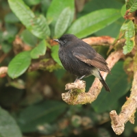 Kląskawka czarna - Saxicola caprata - Pied Bush Chat