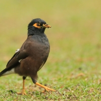 Majna brunatna - Acridotheres tristis - Common Myna