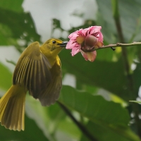 Szczeciak złotolicy - Acritillas indica - Yellow-browed Bulbul