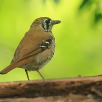 Drozdaczek plamoskrzydły - Geokichla spiloptera - Spot-winged Thrush