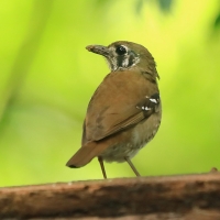 Drozdaczek plamoskrzydły - Geokichla spiloptera - Spot-winged Thrush