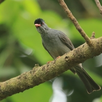 Szczeciak równosterny - Hypsipetes ganeesa - Square-tailed Bulbul