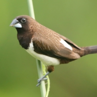Mniszka białorzytna - Lonchura striata - White-rumped Munia