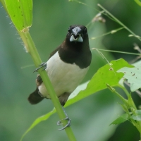 Mniszka białorzytna - Lonchura striata - White-rumped Munia