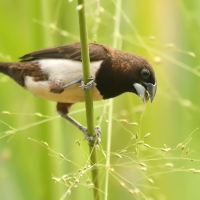 Mniszka białorzytna - Lonchura striata - White-rumped Munia