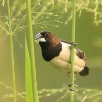 Mniszka białorzytna - Lonchura striata - White-rumped Munia