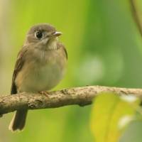 Muchołówka białogardła - Muscicapa muttui - Brown-breasted Flycatcher