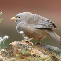 Dżunglotymal żółtodzioby - Argya affinis - Yellow-billed Babbler