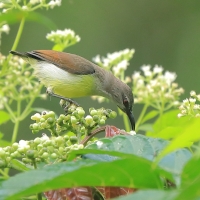 Nektarnik żółtobrzuchy - Leptocoma zeylonica - Purple-rumped Sunbird