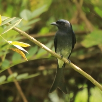 Dziwogon białobrzuchy - Dicrurus caerulescens - White-bellied Drongo