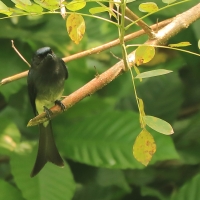 Dziwogon białobrzuchy - Dicrurus caerulescens - White-bellied Drongo