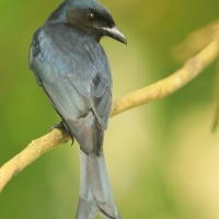 Dziwogon białobrzuchy - Dicrurus caerulescens - White-bellied Drongo