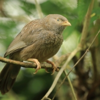Dżunglotymal żółtodzioby - Argya affinis - Yellow-billed Babbler