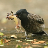 Bilbil czerwonoplamy - Pycnonotus cafer - Red-vented Bulbul