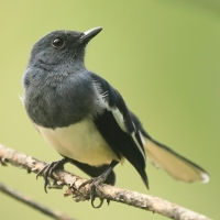 Sroczek zmienny - Copsychus saularis - Oriental Magpie-Robin