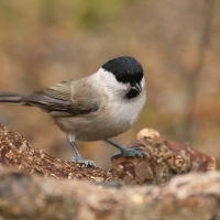 Sikora uboga - Poecile palustris - Marsh Tit