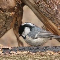 Sosnówka - Periparus ater - Coal Tit