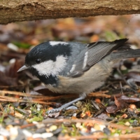 Sosnówka - Periparus ater - Coal Tit