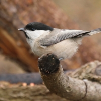Czarnogłówka - Poecile montanus - Willow Tit