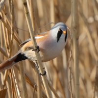 Wąsatka - Panurus biarmicus - Bearded Reedling
