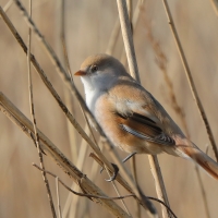 Wąsatka - Panurus biarmicus - Bearded Reedling