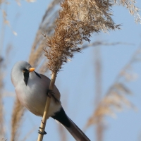 Wąsatka - Bearded Reedling