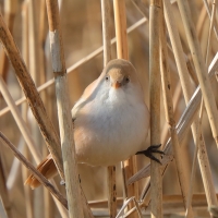 Wąsatka - Panurus biarmicus - Bearded Reedlingll