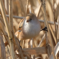 Wąsatka - Panurus biarmicus - Bearded Reedling