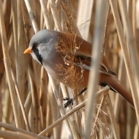 Wąsatka - Panurus biarmicus - Bearded Reedling