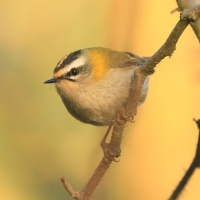 Zniczek - Regulus ignicapilla - Firecrest