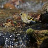 Czyż - Spinus spinus - Eurasian Siskin
