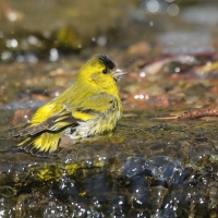 Czyż - Spinus spinus - Eurasian Siskin