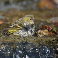 Czyż - Spinus spinus - Eurasian Siskin