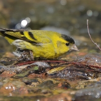 Czyż - Spinus spinus - Eurasian Siskin