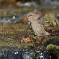 Wróbel - Passer domesticus - House Sparrow