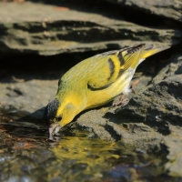 Czyż - Spinus spinus - Eurasian Siskin