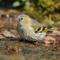 Czyż - Spinus spinus - Eurasian Siskin