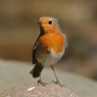 Rudzik - Erithacus rubecula - European Robin