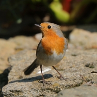 Rudzik - Erithacus rubecula - European Robin
